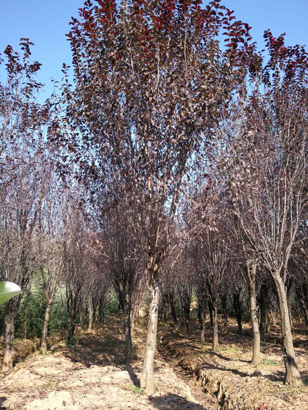 红叶李-- 南京市浦口区百姓苗圃场