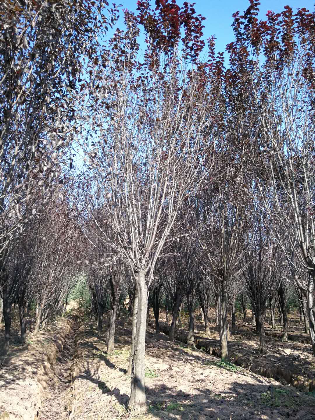 红叶李-- 南京市浦口区百姓苗圃场