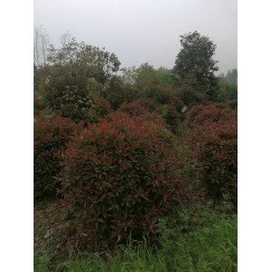 红叶石楠球