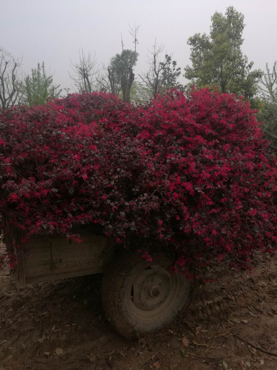 红叶石楠球-- 南京市浦口区百姓苗圃场