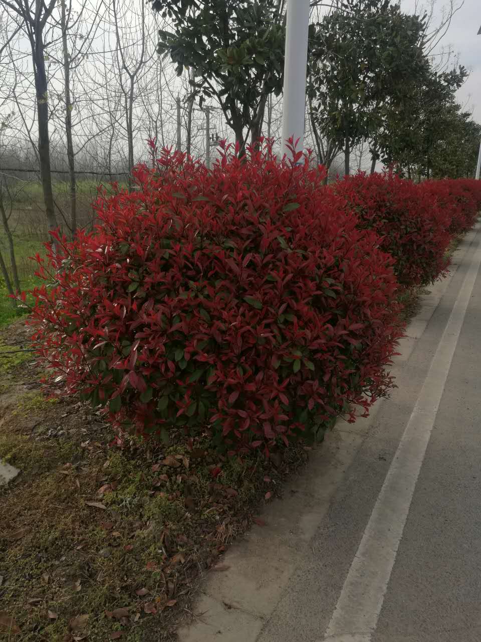 红叶石楠球-- 南京市浦口区百姓苗圃场