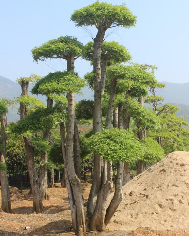 优质白蜡树苗批发价格 优质白蜡小苗批发价格-- 江苏沭阳县润亚园林有限公司