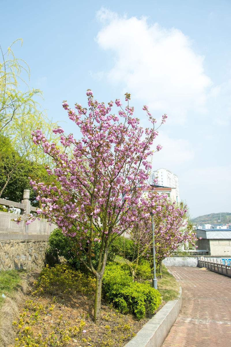 优质樱花树苗批发价格 优质樱花小苗批发价格-- 江苏沭阳县润亚园林有限公司