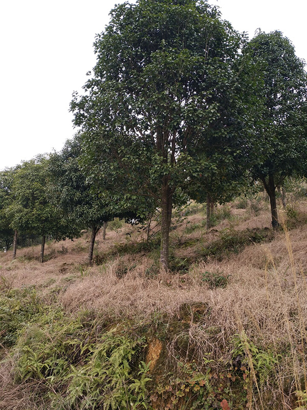 桂花大树-- 咸宁市咸安区子龙桂花苗圃