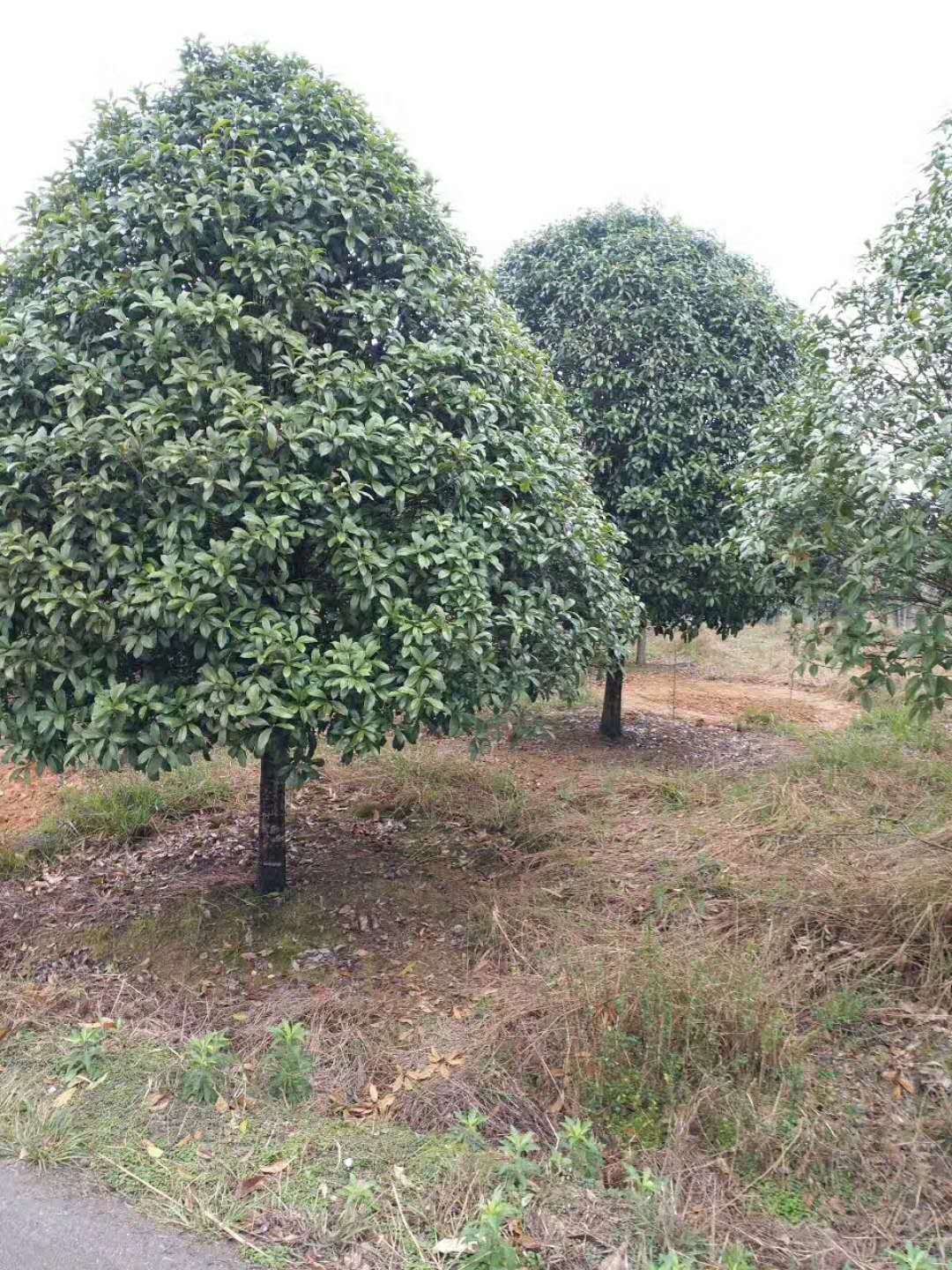 桂花大树-- 咸宁市咸安区子龙桂花苗圃