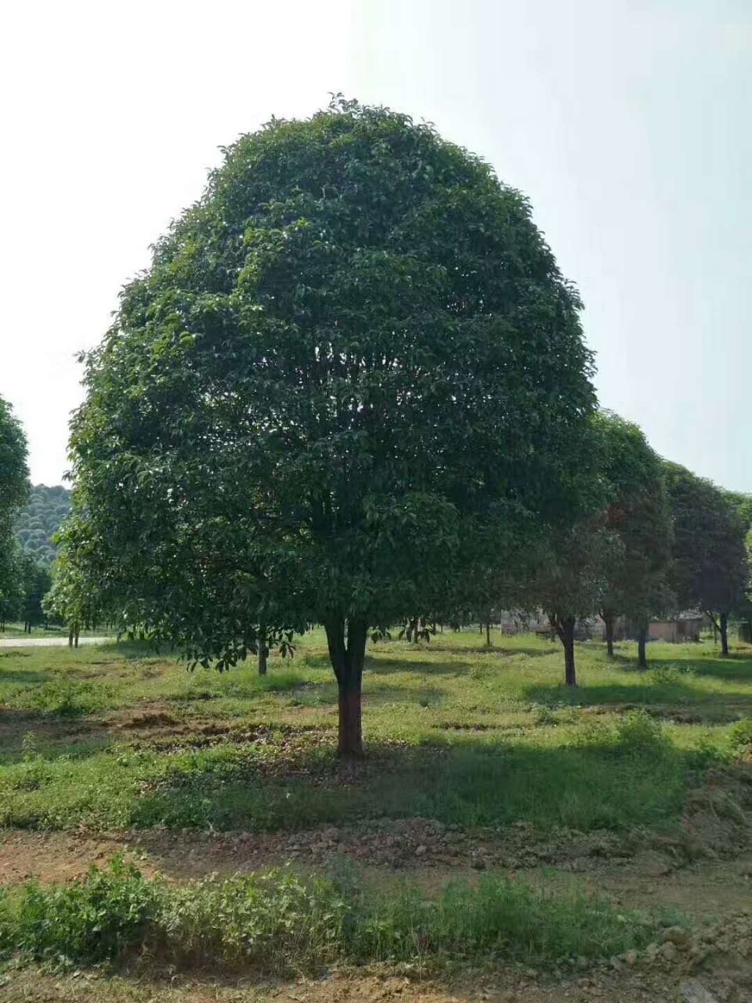 桂花大树-- 咸宁市咸安区子龙桂花苗圃