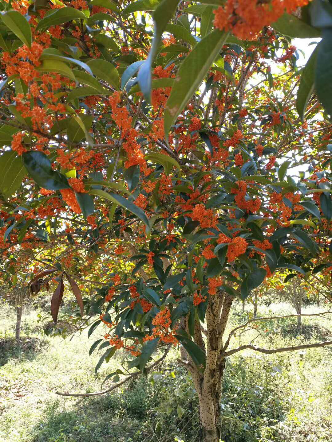 桂花树-- 咸宁市咸安区子龙桂花苗圃