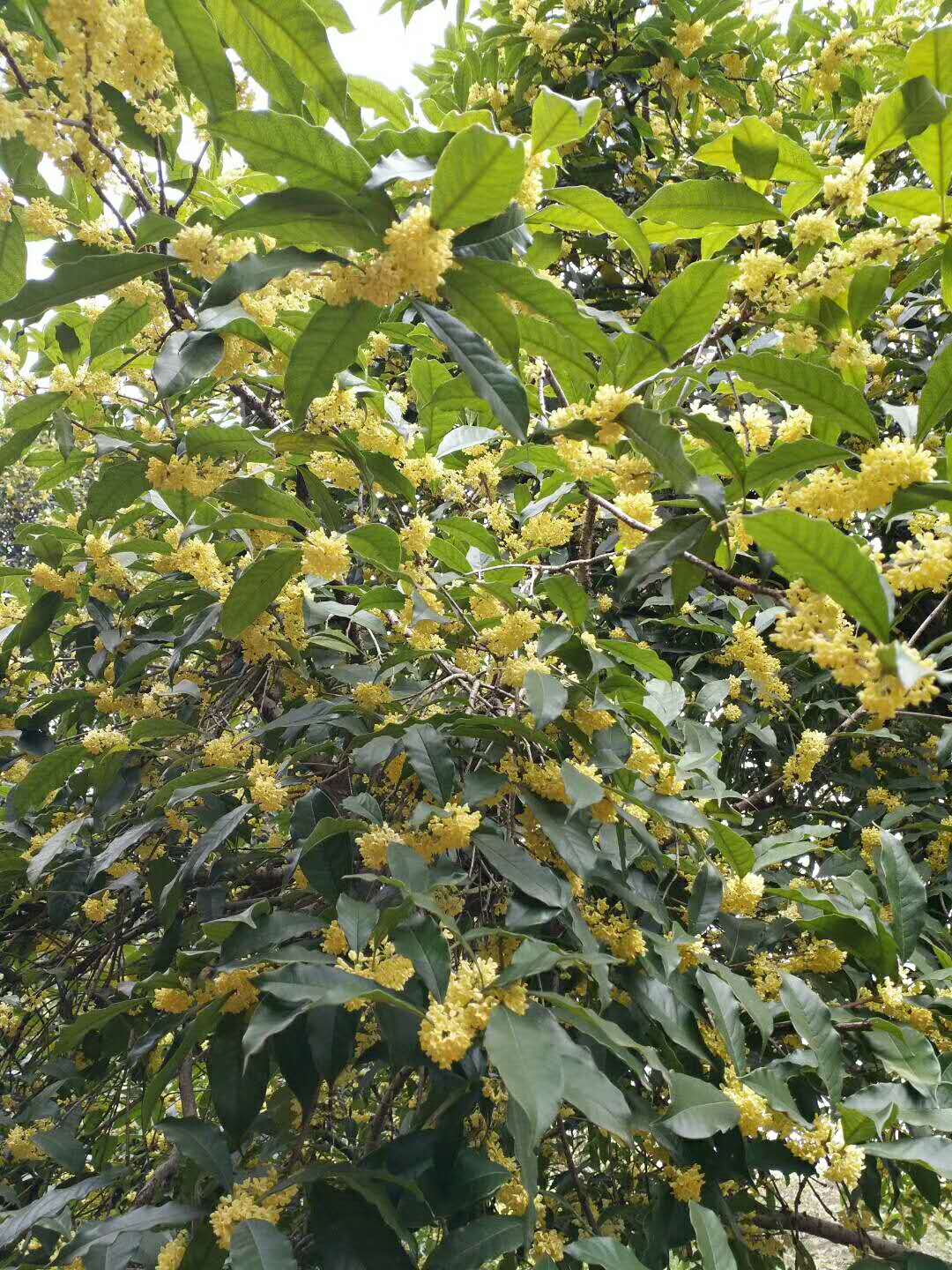 桂花树-- 咸宁市咸安区子龙桂花苗圃