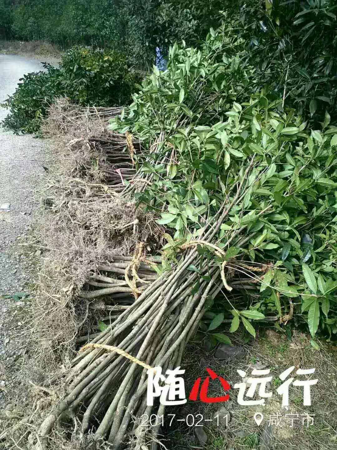 桂花小苗-- 咸宁市咸安区子龙桂花苗圃