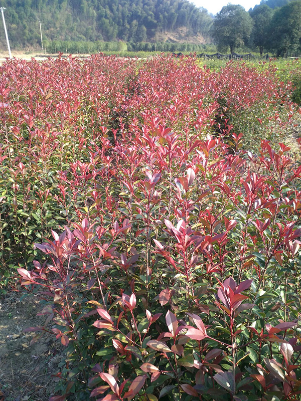 红叶石楠-- 咸宁市咸安区子龙桂花苗圃