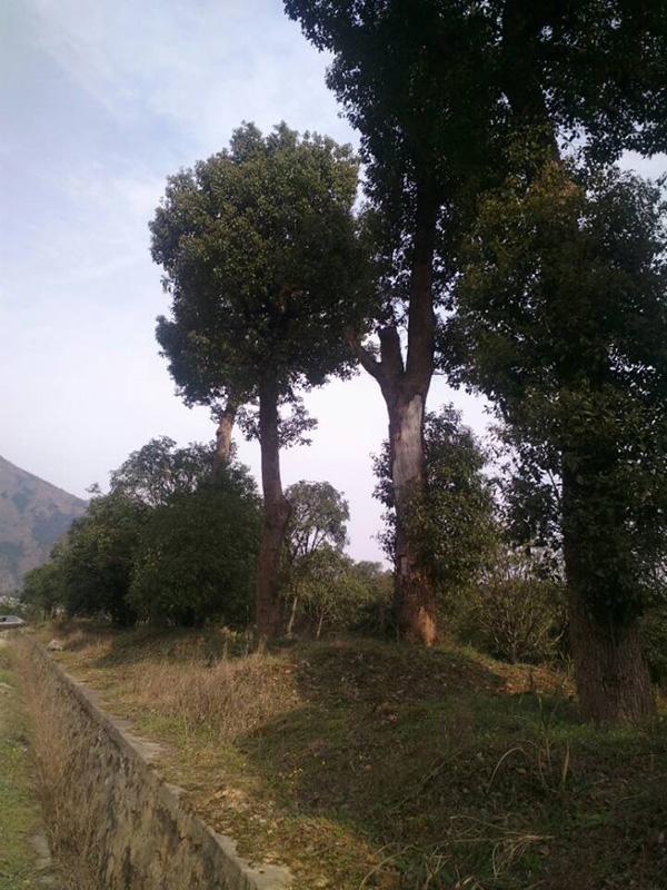 香樟树-- 咸宁市咸安区子龙桂花苗圃