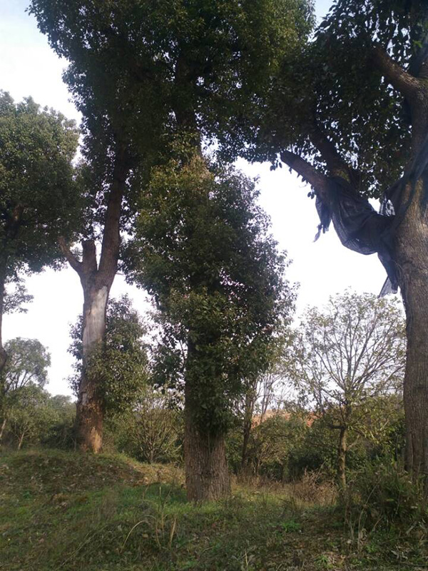 香樟树-- 咸宁市咸安区子龙桂花苗圃