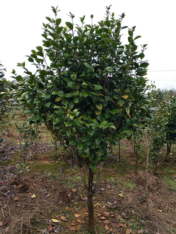 茶花-- 咸宁市咸安区子龙桂花苗圃