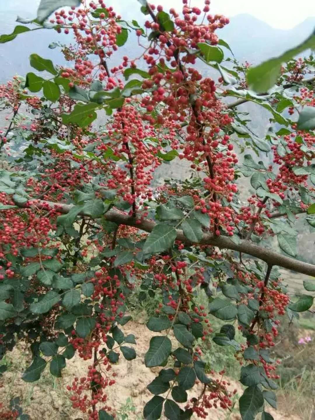 花椒-- 甘肃陇南油橄榄苗木基地