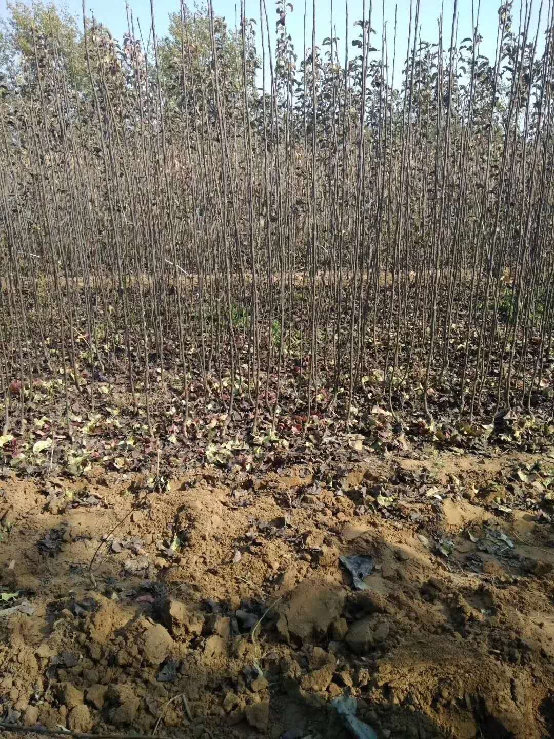 玉露香梨苗-- 山西省代县果树试验场