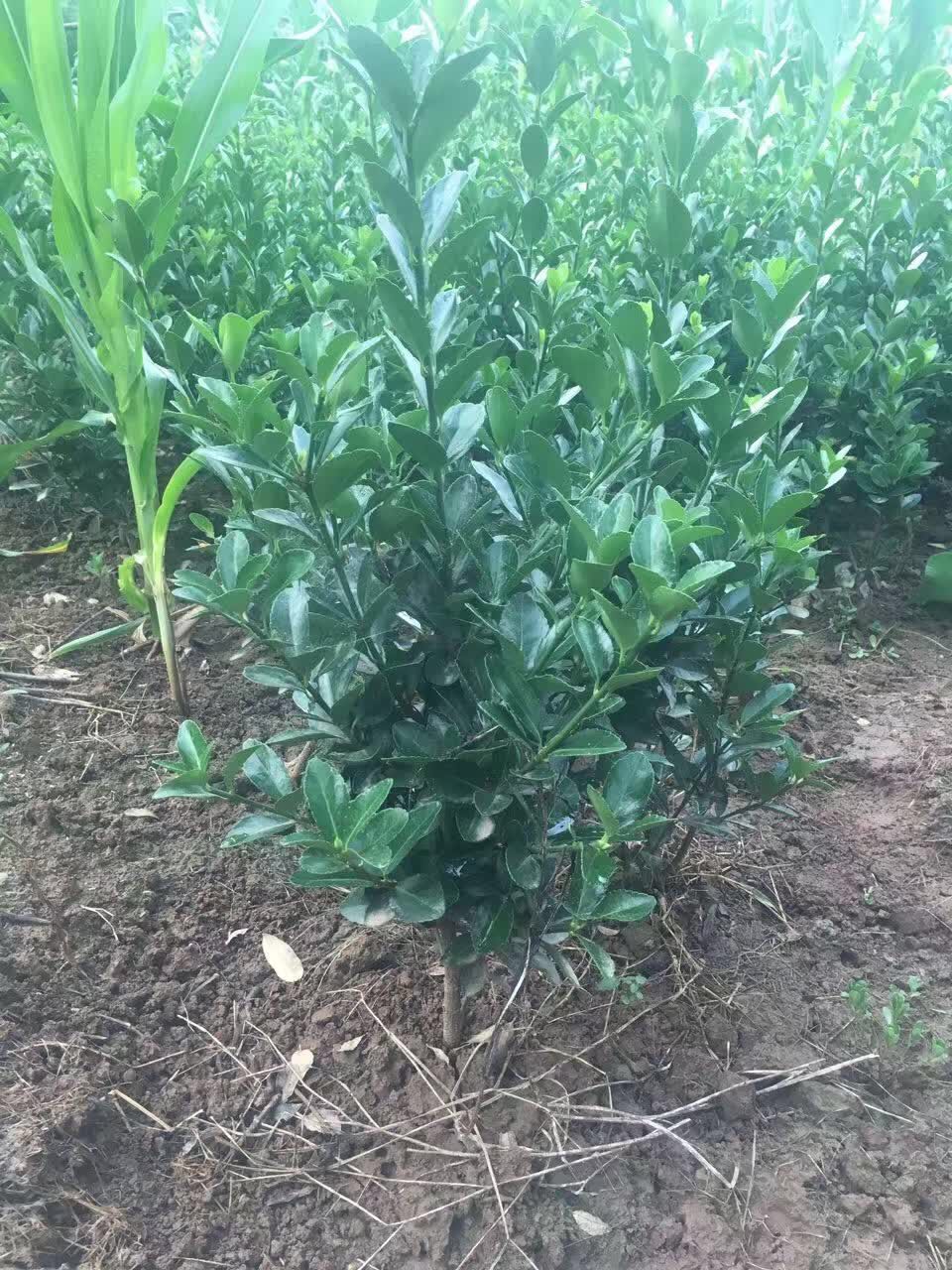 大叶黄杨-- 西安绿帛苗木基地