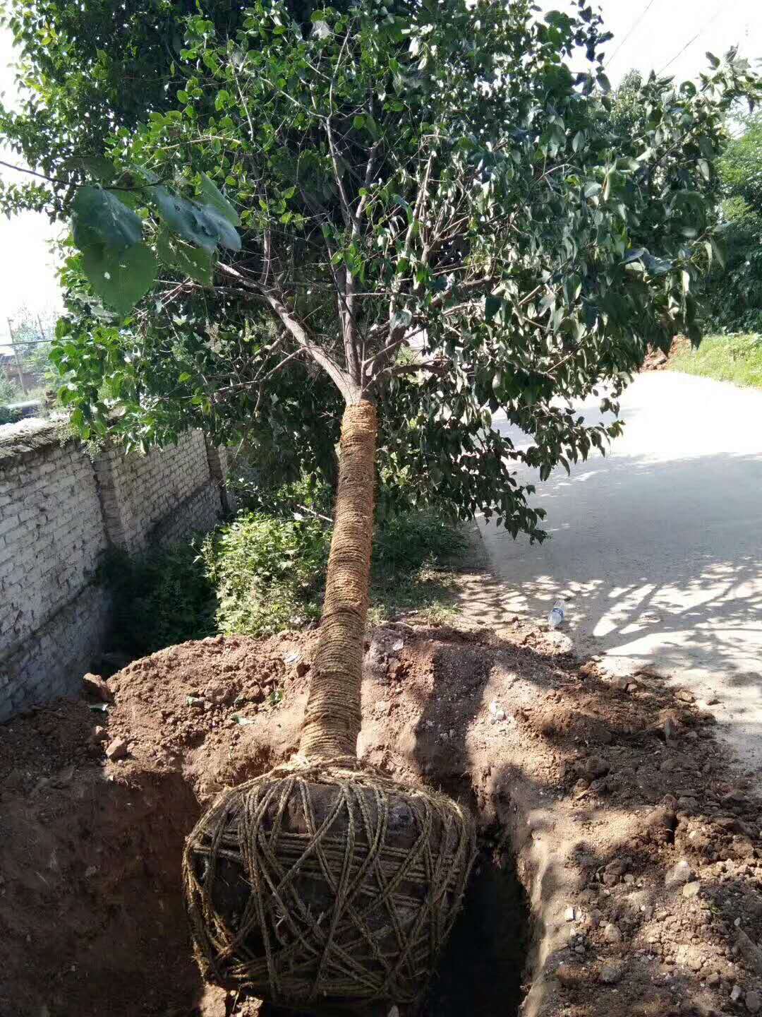 大叶女贞-- 西安绿帛苗木基地