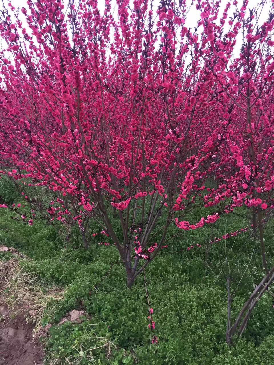 红叶碧桃-- 西安绿帛苗木基地