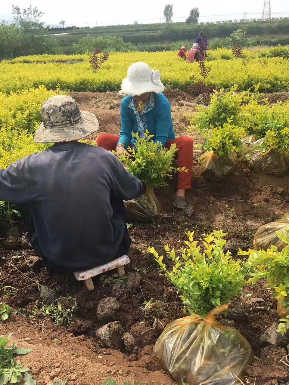 金叶女贞-- 西安绿帛苗木基地