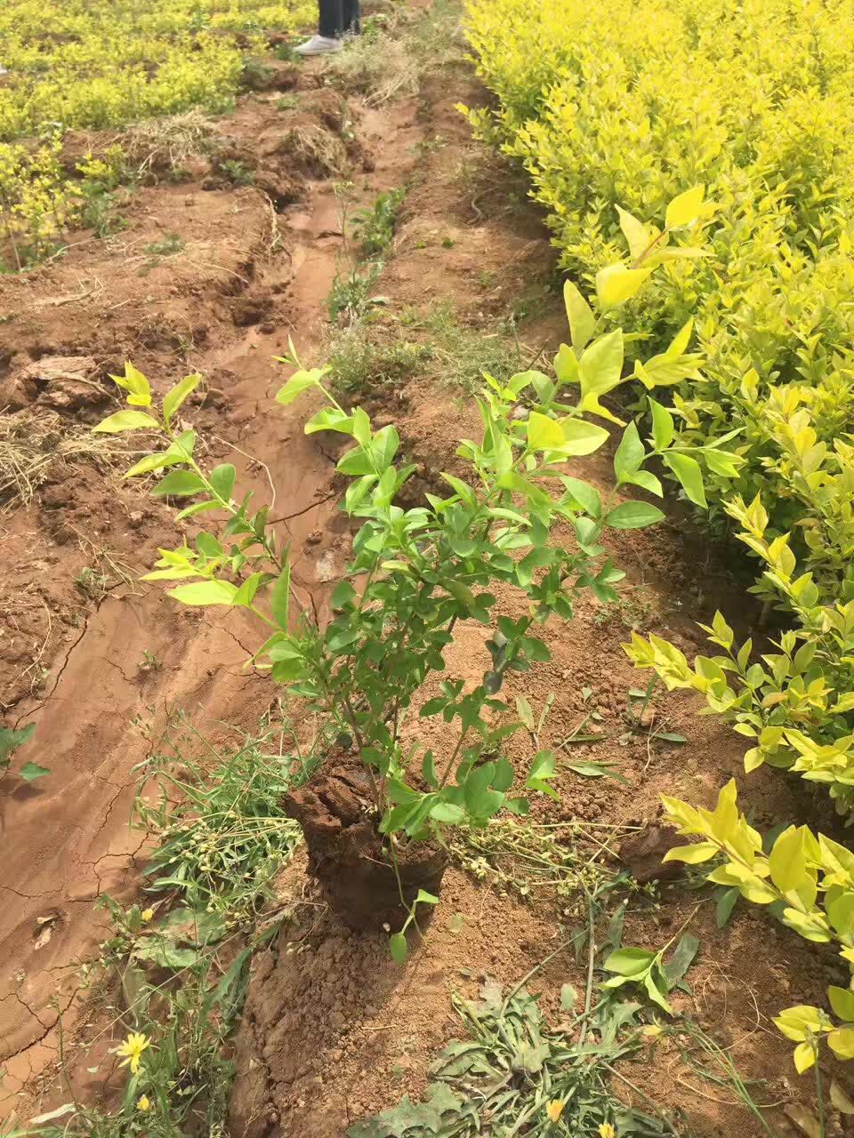 金叶女贞-- 西安绿帛苗木基地