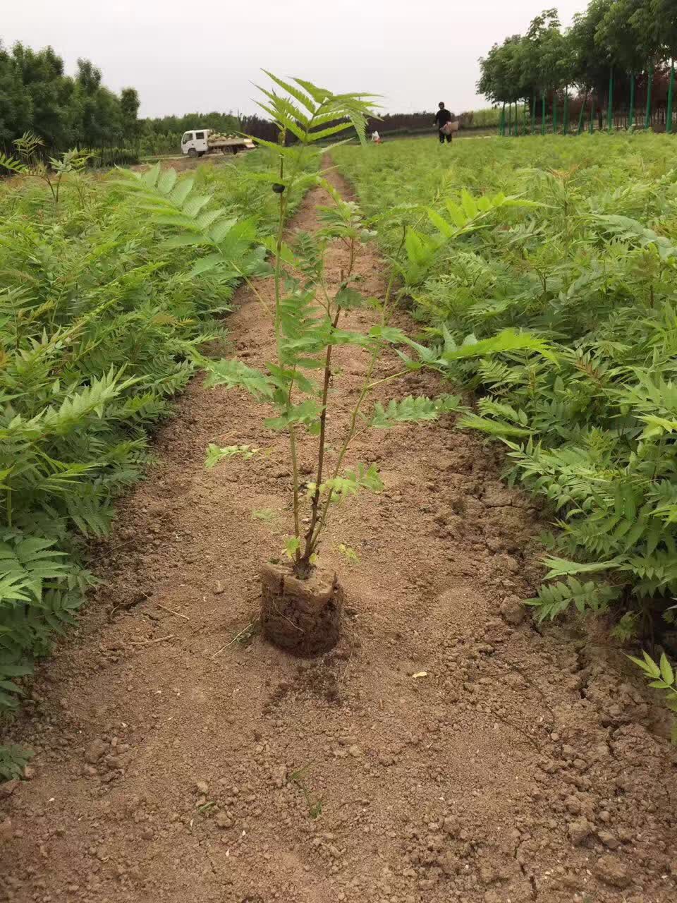 珍珠梅-- 西安绿帛苗木基地