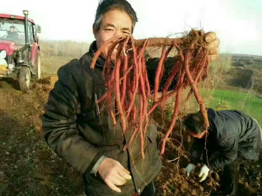 安徽亳州优质丹参苗育苗基地 --富家中药种植合作社  包回收-- 亳州市谯城区富家中药材种植农民专业合作社