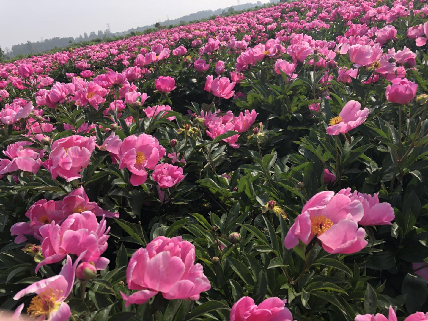 白芍芽子培育基地 芍药种苗苗木基地-- 亳州市谯城区富家中药材种植农民专业合作社