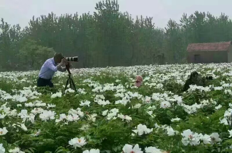 油用牡丹苗培育基地 安徽亳州油用牡丹苗苗木基地-- 亳州市谯城区富家中药材种植农民专业合作社