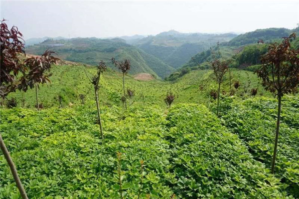 凤丹育苗基地-- 甘肃禾邦生态农林科技开发有限公司