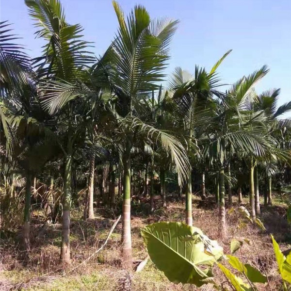 假槟榔-- 福建省红森林花木基地