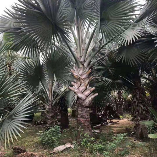 霸王棕-- 福建省红森林花木基地