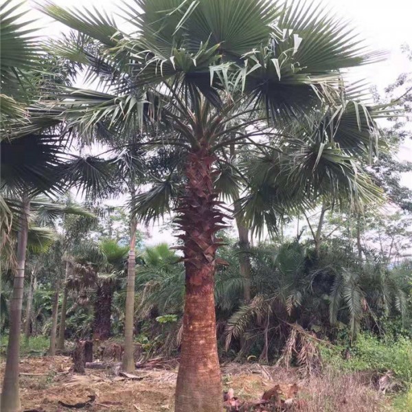 老人葵（华棕）-- 福建省红森林花木基地