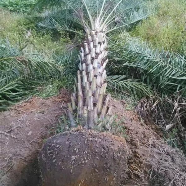 中东海枣-- 福建省红森林花木基地