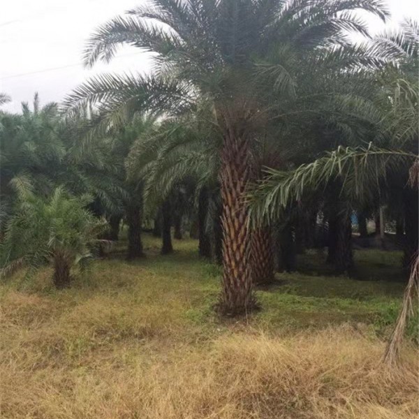 中东海枣-- 福建省红森林花木基地