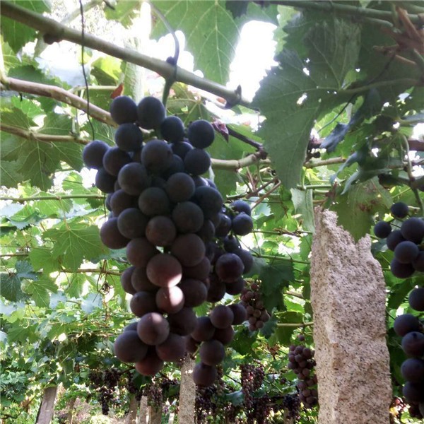 巨丰葡萄苗-- 红岐苗木|户太八号葡萄苗基地、核桃苗基地、苹果苗基地