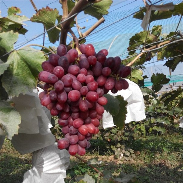 克伦生葡萄苗-- 红岐苗木|户太八号葡萄苗基地、核桃苗基地、苹果苗基地