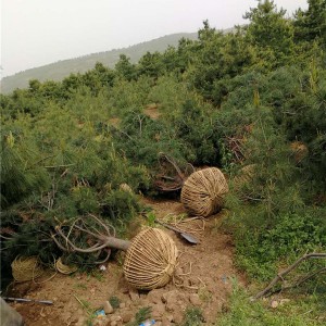 华山松供应