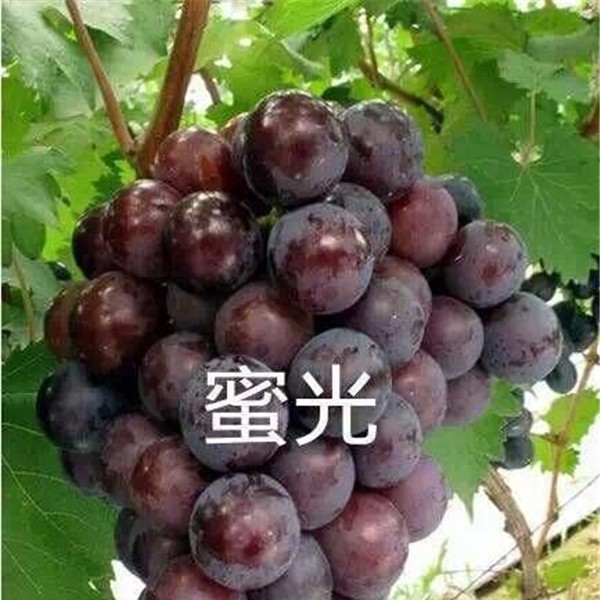 蜜光