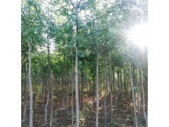 小叶白蜡，各种规格小叶白蜡/白蜡树，低价出售，欢迎咨询-- 阜康土墩子农场