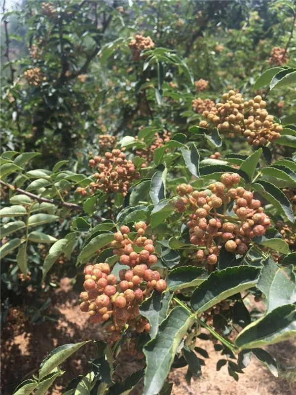 南强一号花椒苗-- 韩城豆号苗圃