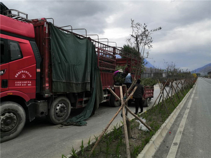 油橄榄装车-- 甘肃陇南陇源油橄榄苗木基地