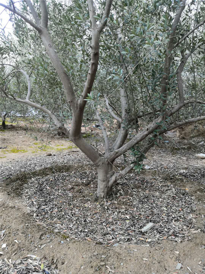 油橄榄大树老桩-- 甘肃陇南陇源油橄榄苗木基地