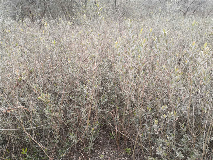 油橄榄2-3年苗-- 甘肃陇南陇源油橄榄苗木基地