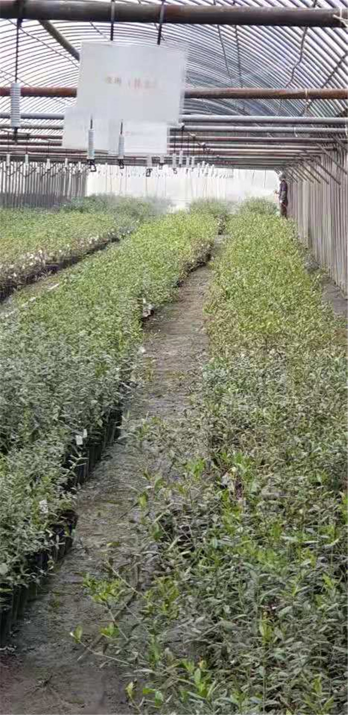 油橄榄一年苗-- 甘肃陇南陇源油橄榄苗木基地