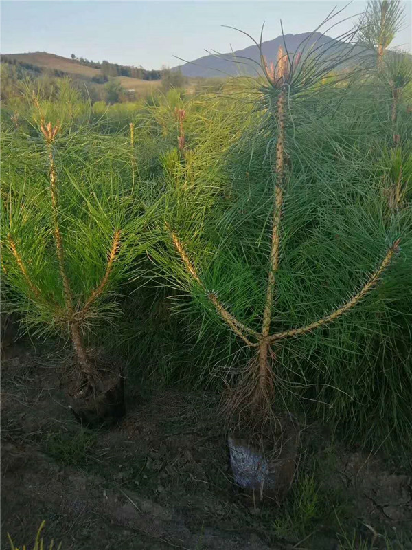 油松-- 甘肃永晟苗木绿化有限公司