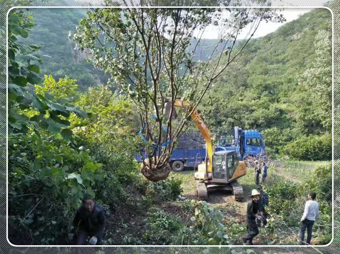 装车现场-- 河北承德天宇苗木基地