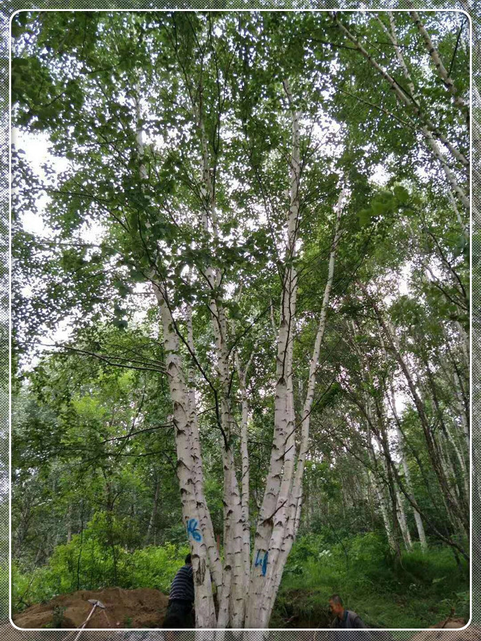 丛生白桦-- 河北承德天宇苗木基地