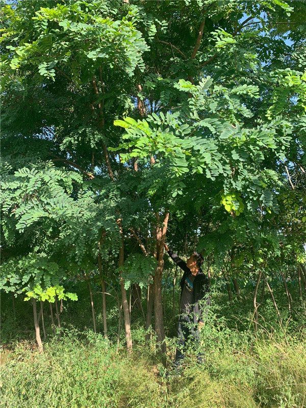 刺槐-- 定西绿森苗木种植农民专业合作社