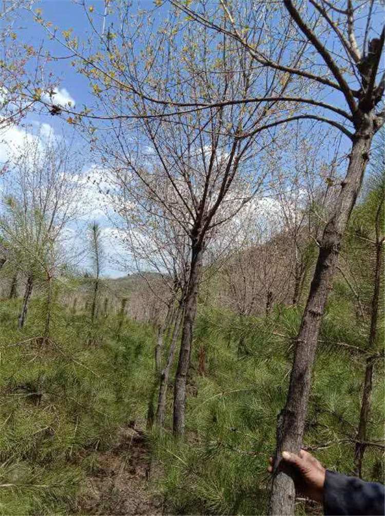 独杆茶条槭基地-- 白皮松基地