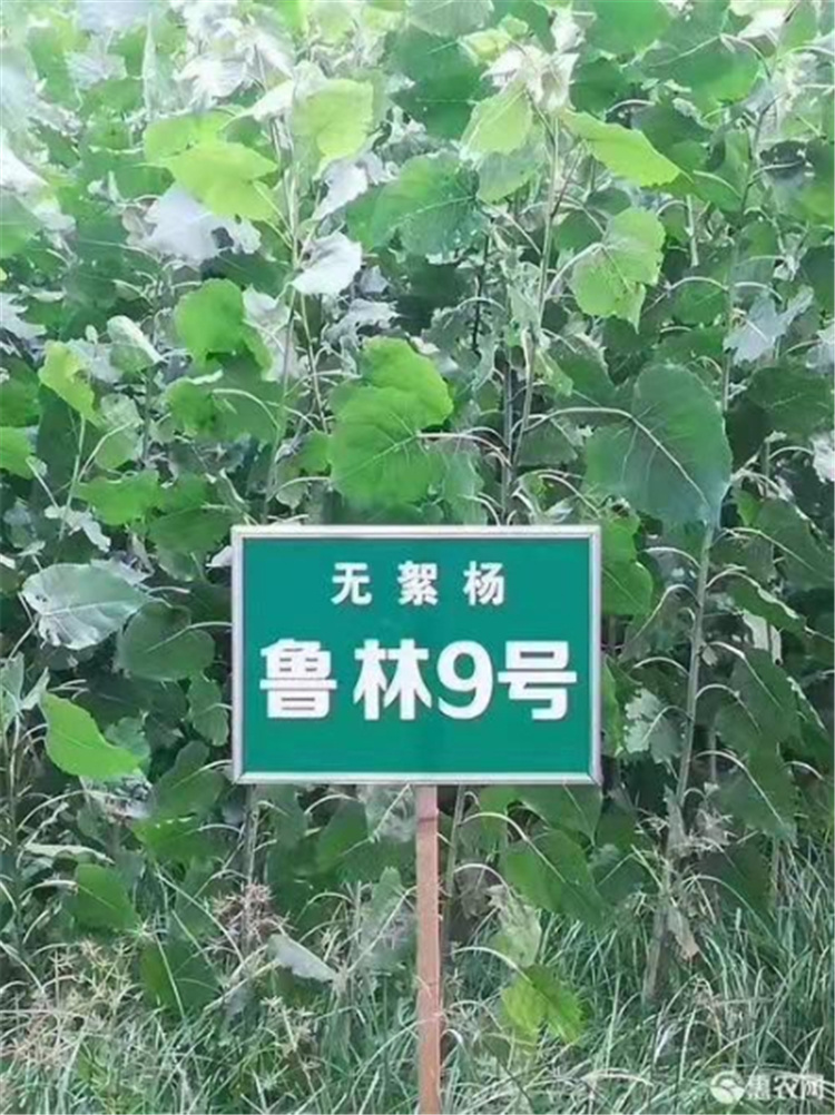 无絮杨树苗（鲁林9号）-- 山东绿源苗木基地